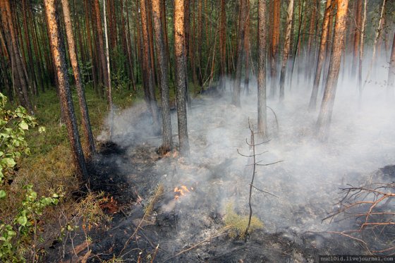 Окончательные итоги летних и осенних пожаров в Свердловской области пока не подведены. Фотография предоставлена сайтом www.nucl0id.livejournal.com