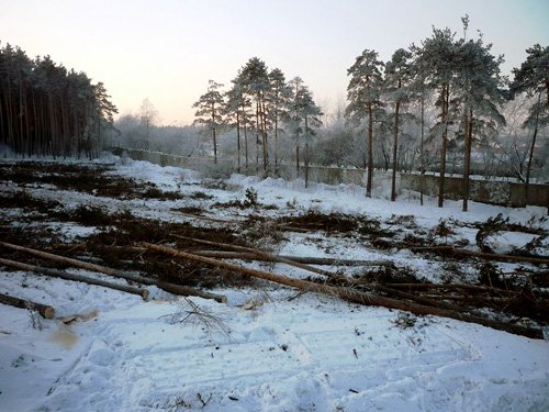 После вмешательства общественников и прокуратуры «Форум-Групп» вынуждена была приостановить вырубку лесного массива
