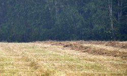 Рублем за землю: штрафы за неиспользование земель сельхозназначения могут вырасти