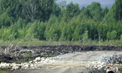 Цена ЕКАД: в Южном лесопарке могут вырубить 60 тыс. деревьев