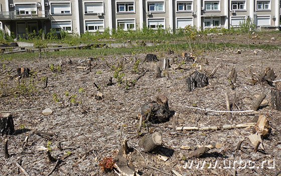 На областной территории парка незаконно вырубили 180 деревьев