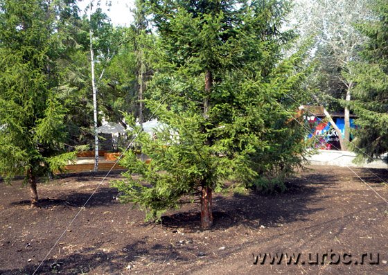 Действительно, в парке идет посадка новых деревьев