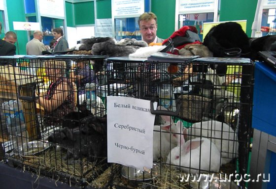 Одна из инноваций «Иннопрома-2012» — живые кролики и их шкурки