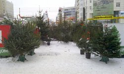 Покупай, но проверяй: на рынок новогодних елей в Екатеринбурге проникли некачественные товары