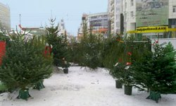 Уральцы отказываются от искусственных елок