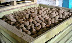 Министерство неубранного картофеля