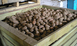 Спекуляция на картофеле