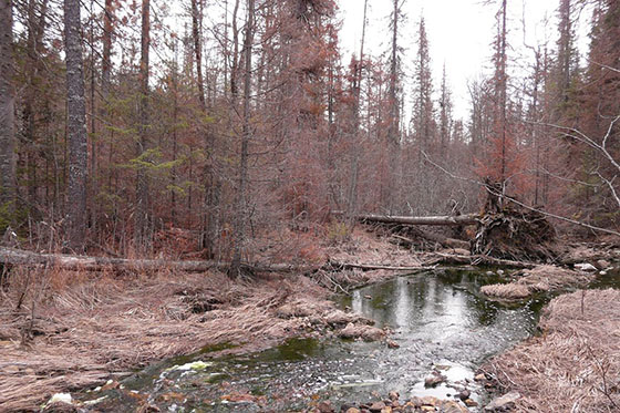 В районе деятельности УГМК на севере Свердловской области начал гибнуть лес