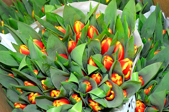 Аэропорт Кольцово принял семь грузовых рейсов с цветами из Нидерландов накануне 8 Марта