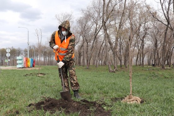 При поддержке ММК в парке Магнитогорска посадили 75 деревьев