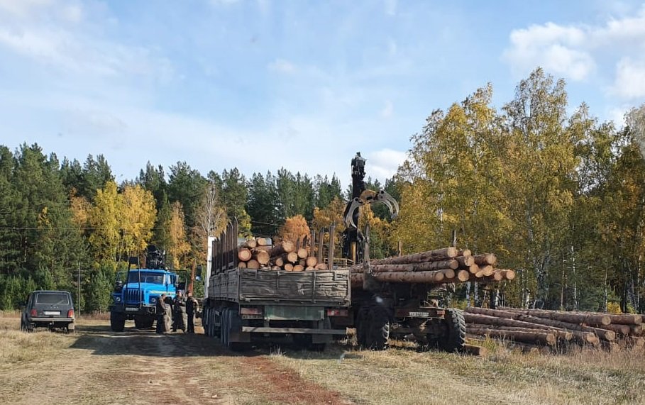 Свердловские полицейские возбудили дело по факту незаконной рубки леса на сумму более 2 млн рублей