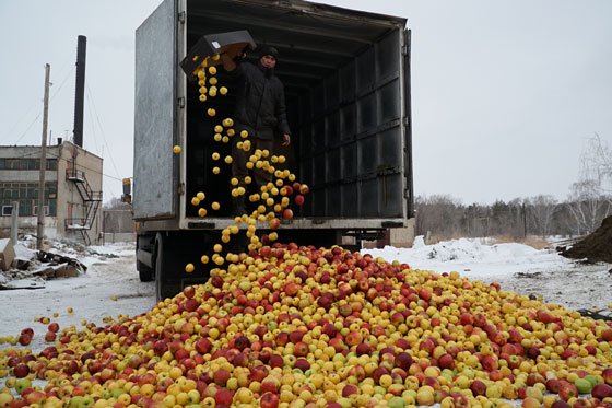 В Челябинске уничтожили 3 тонны запрещенных к ввозу яблок