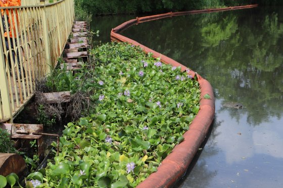 Экологи ЕВРАЗ НТМК высадили более 1 тыс. тропических растений для очищения промышленных водоемов