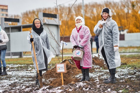 В Новосибирске в День учителя сотрудники УБРиР высадили новую липовую аллею