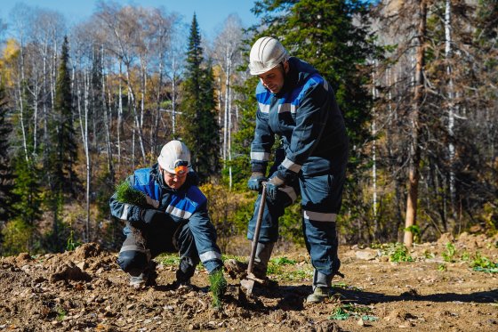 Сотрудники Распадской угольной компании с начала года высадили на Кузбассе более 350 деревьев