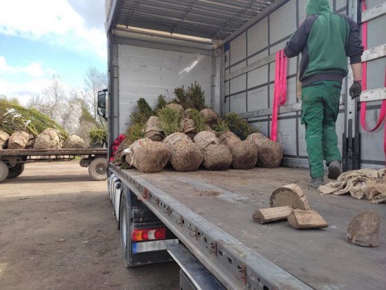 Брусника доставит для своих объектов в России более 250 тыс. саженцев деревьев