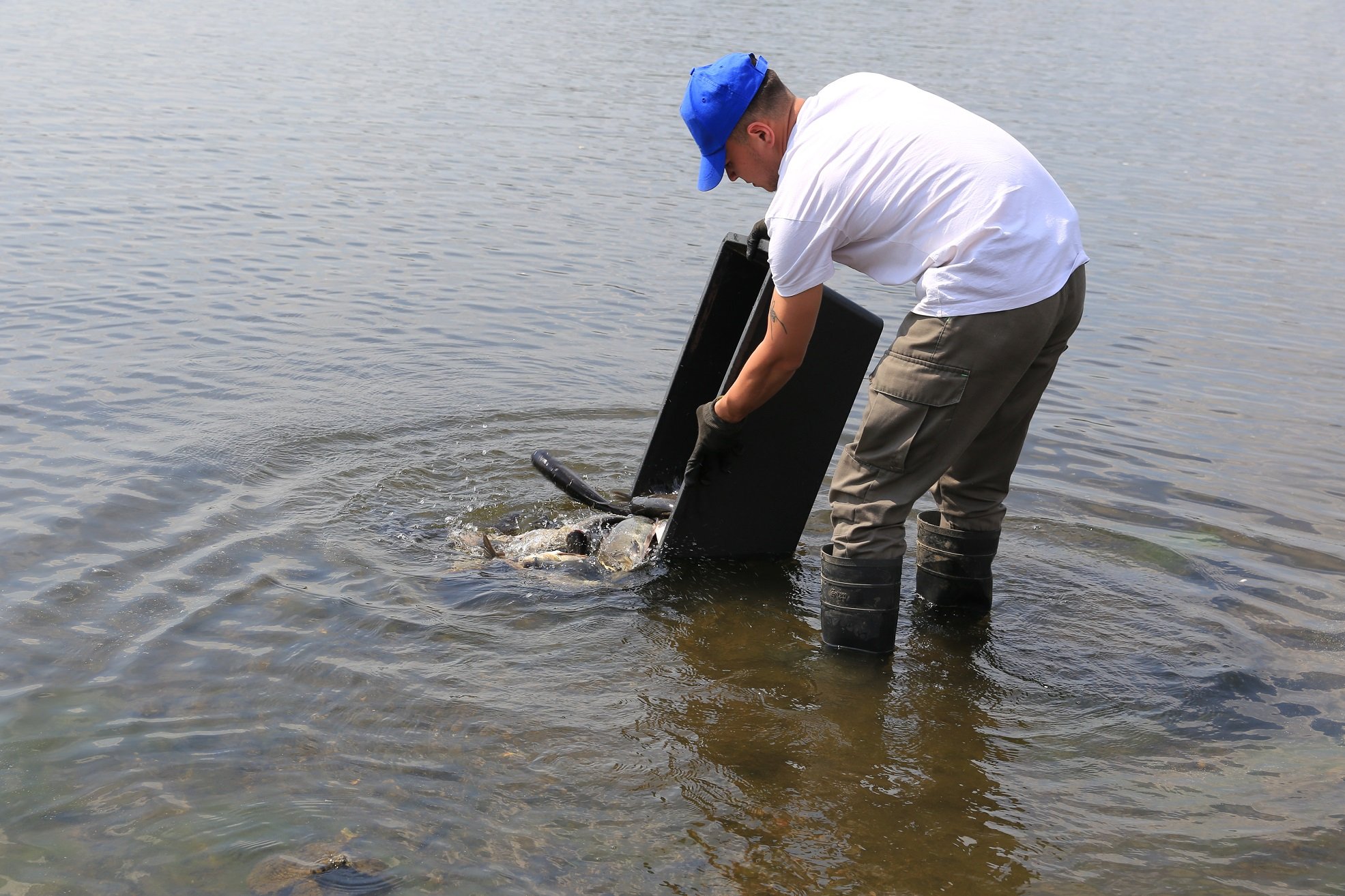 ЕВРАЗ НТМК в рамках экологической акции выпустил в Нижнетагильский пруд более 1 тыс. белых толстолобиков