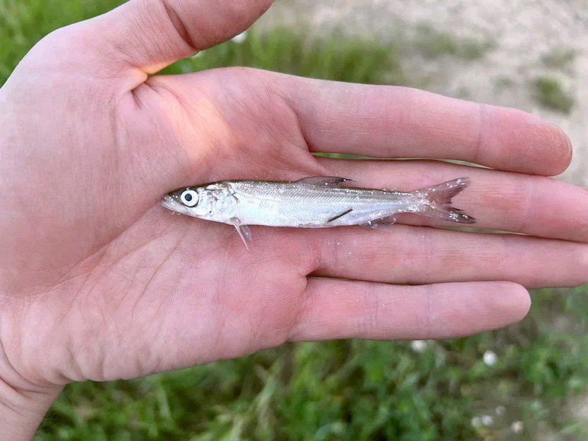 Специалисты ЕВРАЗа выпустили в сибирскую реку Томь 15 тыс. мальков ценного вида рыб
