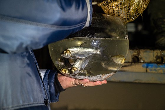 Специалисты ММК выпустили около 200 тыс. мальков различных пород рыб в Магнитогорское водохранилище