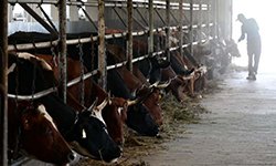 Средний Урал обеспечивает продовольственную безопасность
