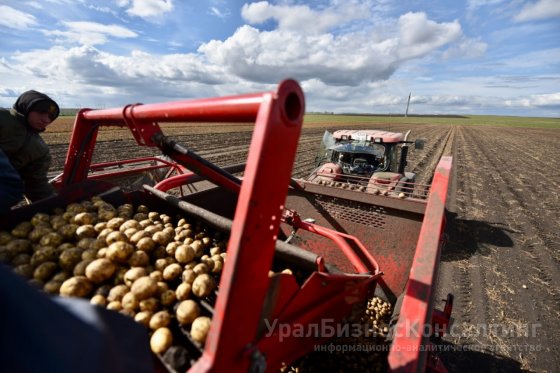 Аграрии Свердловской области собрали 42,5 тысяч тонн картофеля