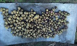 Дефицит картофеля станет хроническим Дефицит картофеля станет хроническим