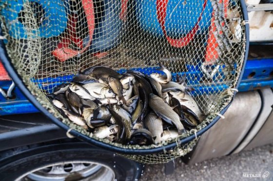 ММК продолжает заселять в Магнитогорское водохранилище рыбу