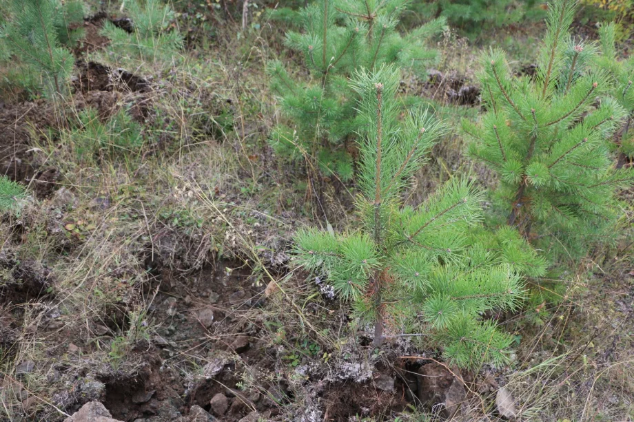 Фото предоставлено управлением по связям с общественностью ЕВРАЗа